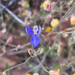 Unverified Plant at Kalbarri National Park, WA - 24 Sep 2024 by GG