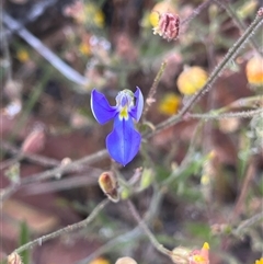 Unidentified Plant at Kalbarri National Park, WA - 23 Sep 2024 by GG