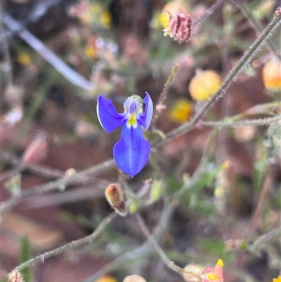 Unidentified Plant at Kalbarri National Park, WA - 23 Sep 2024 by GG