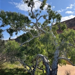 Unidentified Gum Tree at Kalbarri National Park, WA - 23 Sep 2024 by GG