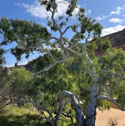 Unverified Gum Tree at Kalbarri National Park, WA - 24 Sep 2024 by GG