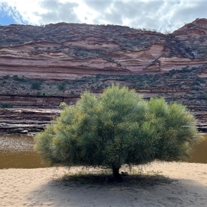 Unidentified Plant at Kalbarri National Park, WA by GG