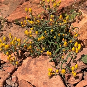 Unidentified Plant at Kalbarri National Park, WA by GG