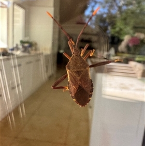 Amorbus sp. (genus) at Mittagong, NSW - suppressed