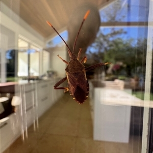 Amorbus sp. (genus) at Mittagong, NSW - suppressed