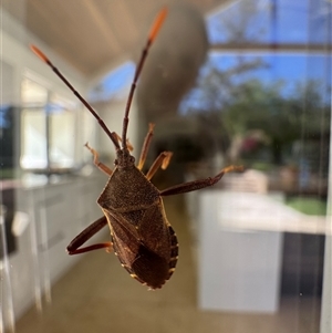 Amorbus sp. (genus) at Mittagong, NSW - suppressed