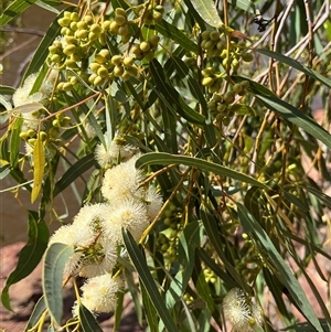 Unidentified Gum Tree at Kalbarri National Park, WA by GG