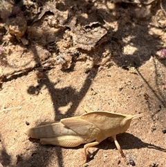 Unidentified Grasshopper, Cricket or Katydid (Orthoptera) at Kalbarri National Park, WA - 24 Sep 2024 by GG