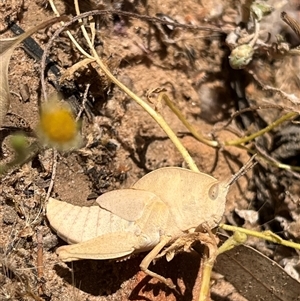 Goniaea australasiae at Kalbarri National Park, WA - 24 Sep 2024 10:32 AM