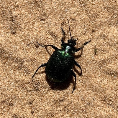 Carabidae (family) (Predatory ground beetle) at Kalbarri National Park, WA - 24 Sep 2024 by GG