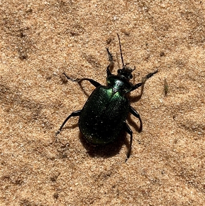 Unidentified Beetle (Coleoptera) at Kalbarri National Park, WA - 24 Sep 2024 by GG