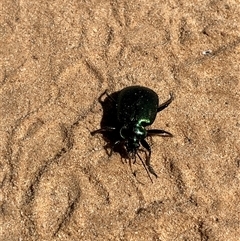 Carabidae (family) at Kalbarri National Park, WA - 24 Sep 2024 10:37 AM