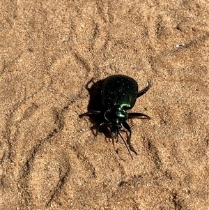 Carabidae (family) at Kalbarri National Park, WA - 24 Sep 2024 10:37 AM