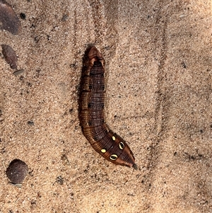 Hippotion celerio (Vine Hawk Moth) at Kalbarri National Park, WA by GG