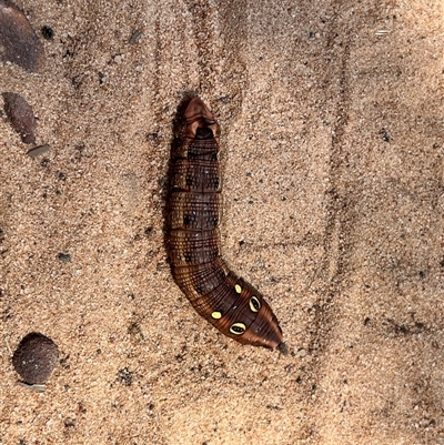 Hippotion celerio (Vine Hawk Moth) at Kalbarri National Park, WA - 24 Sep 2024 by GG