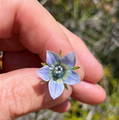 Unverified Plant at Kalbarri National Park, WA - 24 Sep 2024 by GG