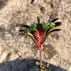 Anigozanthos manglesii at Kalbarri, WA - 25 Sep 2024 by GG