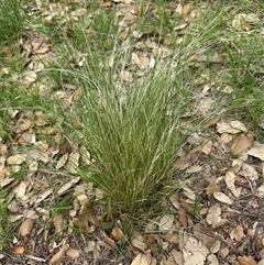 Nassella trichotoma (Serrated Tussock) at Yarralumla, ACT - 17 Dec 2024 by lbradley