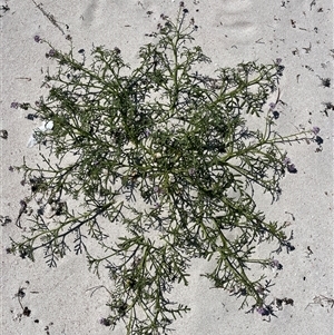 Unidentified Plant at Houtman Abrolhos, WA by GG