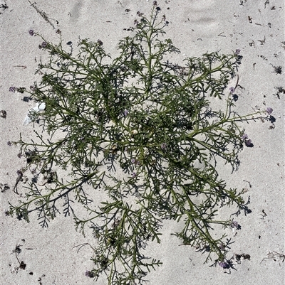 Unidentified Plant at Houtman Abrolhos, WA - 25 Sep 2024 by GG