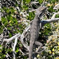 Pogona minor (Dwarf Bearded Dragon) at Meru, WA - 25 Sep 2024 by GG