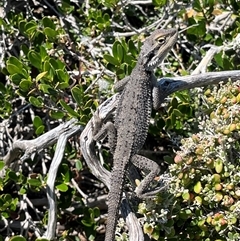 Pogona minor at Meru, WA - 25 Sep 2024 11:49 AM