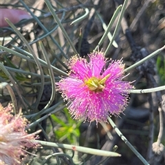 Unverified Plant at Kalbarri National Park, WA - 25 Sep 2024 by GG