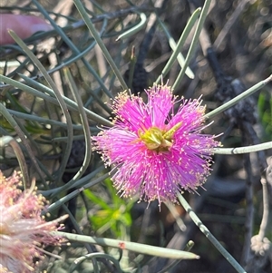 Unidentified Plant at Kalbarri National Park, WA by GG