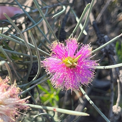 Unverified Plant at Kalbarri National Park, WA - 25 Sep 2024 by GG