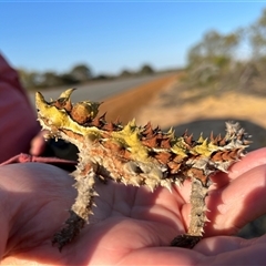 Moloch horridus at Kalbarri National Park, WA - 25 Sep 2024 by GG