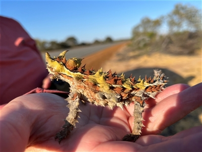 Moloch horridus (Thorny Devil) at Kalbarri National Park, WA - 25 Sep 2024 by GG