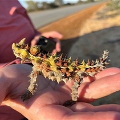 Moloch horridus at Kalbarri National Park, WA - 25 Sep 2024 04:57 PM
