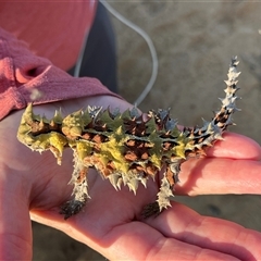 Moloch horridus at Kalbarri National Park, WA - 25 Sep 2024 04:57 PM
