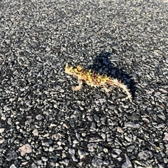 Moloch horridus at Kalbarri National Park, WA - 25 Sep 2024 04:57 PM
