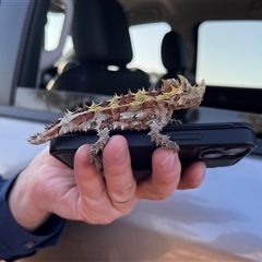 Moloch horridus at Kalbarri National Park, WA - 25 Sep 2024 04:57 PM