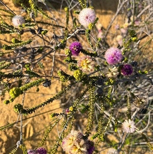 Unidentified Plant at Kalbarri National Park, WA by GG