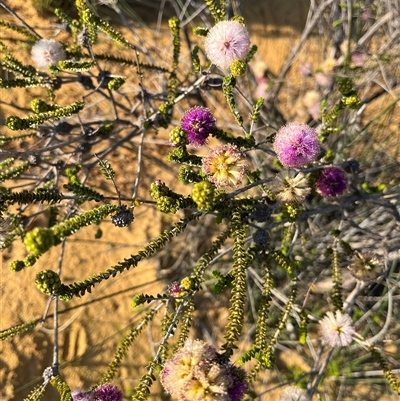 Unverified Plant at Kalbarri National Park, WA - 25 Sep 2024 by GG