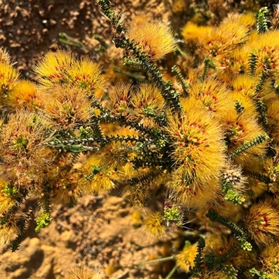 Unverified Plant at Kalbarri National Park, WA - 25 Sep 2024 by GG
