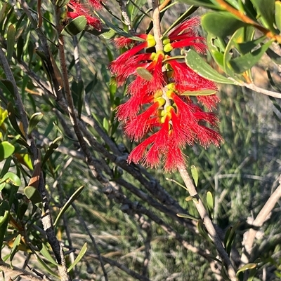 Unverified Plant at Kalbarri National Park, WA - 25 Sep 2024 by GG