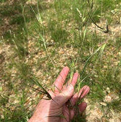 Themeda triandra (Kangaroo Grass) at Yarralumla, ACT - 17 Dec 2024 by lbradley