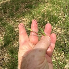 Themeda triandra at Yarralumla, ACT - 17 Dec 2024