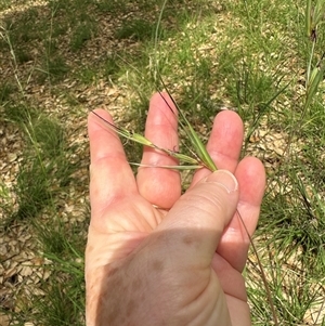 Themeda triandra at Yarralumla, ACT - 17 Dec 2024