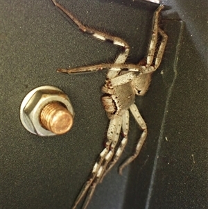 Isopedella pessleri (A huntsman spider) at Cook, ACT by CathB