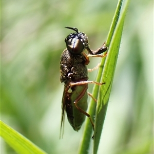 Stomorhina sp. (genus) at Cook, ACT - suppressed