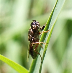 Stomorhina sp. (genus) at Cook, ACT - suppressed