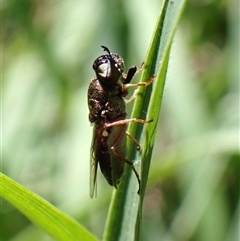 Stomorhina sp. (genus) at Cook, ACT - suppressed