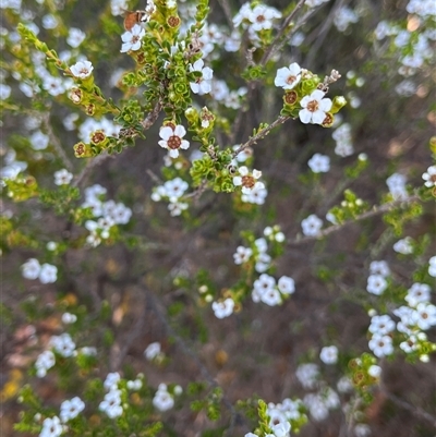 Unverified Plant at Kalbarri National Park, WA - 25 Sep 2024 by GG