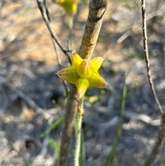Unverified Plant at Kalbarri National Park, WA - 26 Sep 2024 by GG