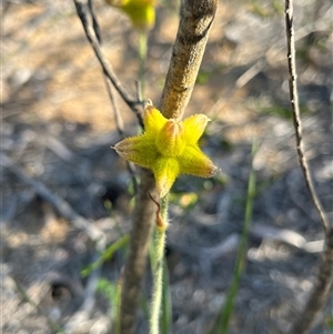 Unidentified Plant at Kalbarri National Park, WA by GG