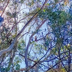 Dacelo novaeguineae (Laughing Kookaburra) at Orangeville, NSW - 16 Dec 2024 by belleandjason